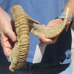 Sheep Horn 27 inches - $27