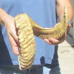 Sheep Horn 28 inches - $27