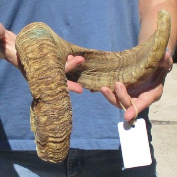 Sheep Horn 28 inches - $27