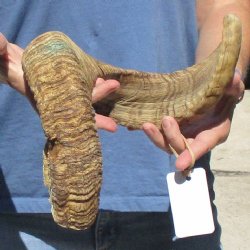 Sheep Horn 28 inches - $27