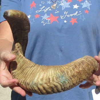 Sheep Horn 28 inches - $27