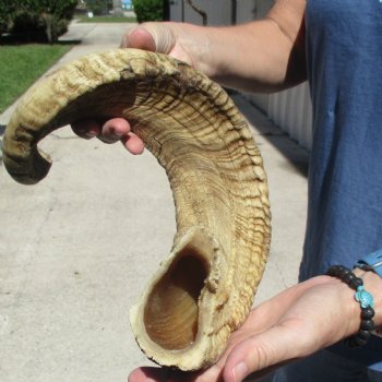 Sheep Horn 28 inches - $27