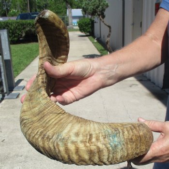 Sheep Horn 28 inches - $27