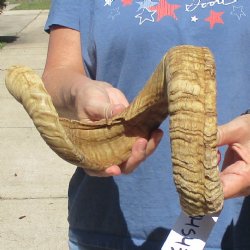 Sheep Horn 28 inches - $27