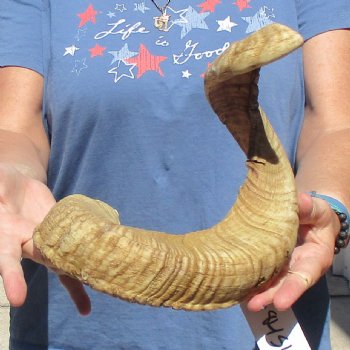 Sheep Horn 28 inches - $27