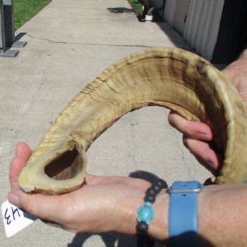 Sheep Horn 28 inches - $27