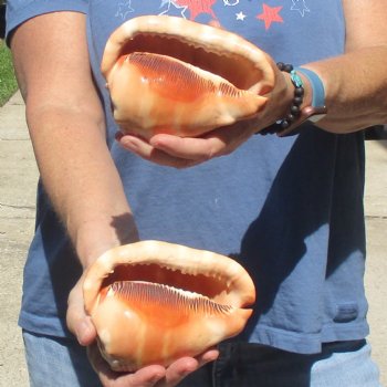 Buy these Two Cameo Bullmouth sea shells 5 inches long for $18/lot