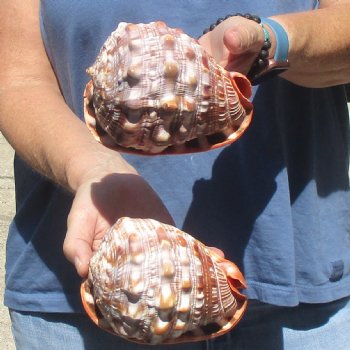 Buy these Two Cameo Bullmouth sea shells 5 inches long for $18/lot