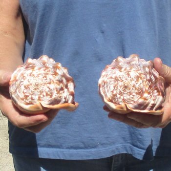 Buy these Two Cameo Bullmouth sea shells 5 inches long for $18/lot