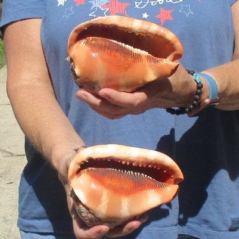 Buy these Two Cameo Bullmouth sea shells 5 inches long for $18/lot