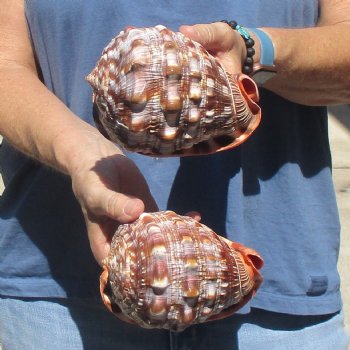 Buy these Two Cameo Bullmouth sea shells 5 inches long for $18/lot