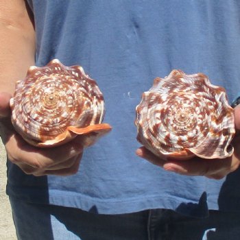 Buy these Two Cameo Bullmouth sea shells 5 inches long for $18/lot
