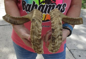 19 and 20 inch matching pair of ram sheep horns for sale - $34/pair