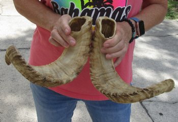 19 and 20 inch matching pair of ram sheep horns for sale - $34/pair