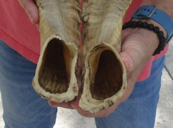 19 and 20 inch matching pair of ram sheep horns for sale - $34/pair