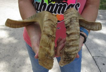 20 inch matching pair of ram sheep horns for sale - $34/pair
