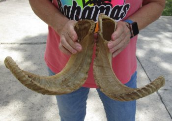 20 inch matching pair of ram sheep horns for sale - $34/pair