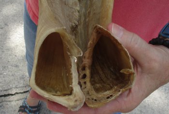 20 inch matching pair of ram sheep horns for sale - $34/pair