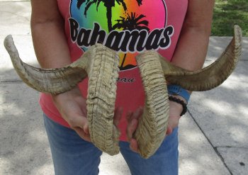 Matching Pair of B-Grade Sheep Horns 27 inches - $39/lot