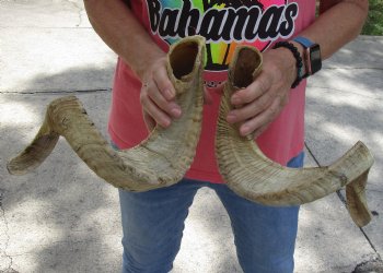Matching Pair of B-Grade Sheep Horns 27 inches - $39/lot