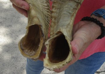 Matching Pair of B-Grade Sheep Horns 27 inches - $39/lot