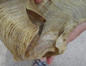 Matching Pair of B-Grade Sheep Horns 27 inches - $39/lot