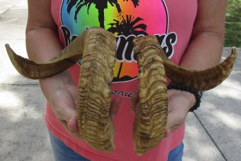 22 inch matching pair of ram sheep horns for sale - $34/pair