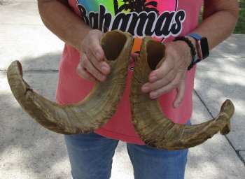 22 inch matching pair of ram sheep horns for sale - $34/pair