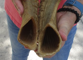22 inch matching pair of ram sheep horns for sale - $34/pair
