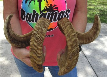 29 inch matching pair of ram sheep horns for sale - $52/pair