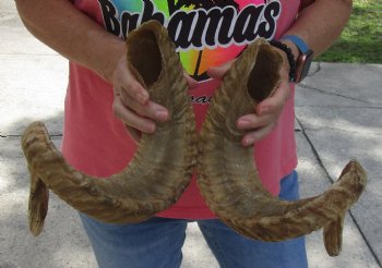 29 inch matching pair of ram sheep horns for sale - $52/pair