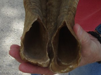 29 inch matching pair of ram sheep horns for sale - $52/pair