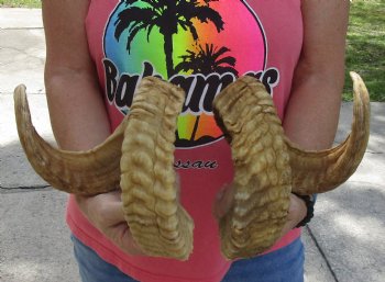 28 and 29 inch matching pair of ram sheep horns for sale - $52/pair
