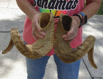 28 and 29 inch matching pair of ram sheep horns for sale - $52/pair