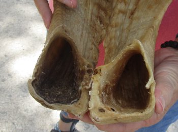 28 and 29 inch matching pair of ram sheep horns for sale - $52/pair