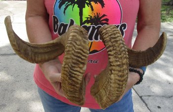 26 and 27 inch matching pair of ram sheep horns for sale - $52/pair