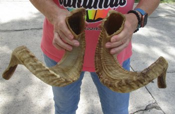26 and 27 inch matching pair of ram sheep horns for sale - $52/pair
