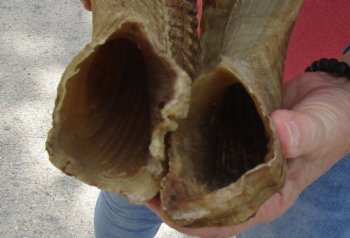 26 and 27 inch matching pair of ram sheep horns for sale - $52/pair