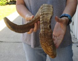 Buy Now this 30 inch Sheep Horn for $32