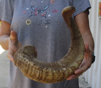 Buy Now this 30 inch Sheep Horn for $32
