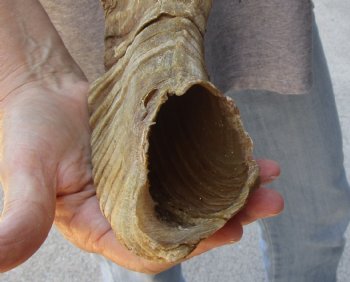 Buy Now this 30 inch Sheep Horn for $32