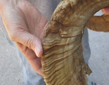 Buy Now this 30 inch Sheep Horn for $32