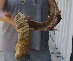 Buy Now this 32 inch Sheep Horn for $32