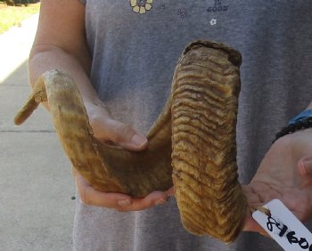 Buy Now this 32 inch Sheep Horn for $32