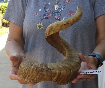 Buy Now this 32 inch Sheep Horn for $32