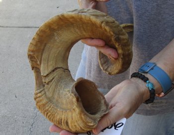 Buy Now this 32 inch Sheep Horn for $32