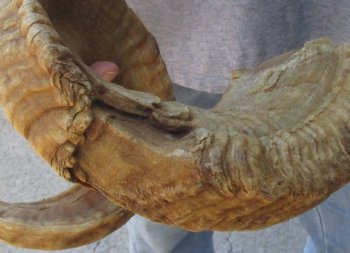 Buy Now this 32 inch Sheep Horn for $32