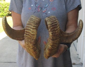 29 inch matching pair of ram sheep horns for sale - $52/pair