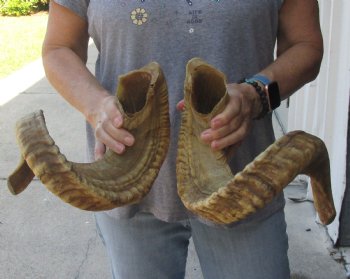 29 inch matching pair of ram sheep horns for sale - $52/pair