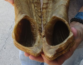 29 inch matching pair of ram sheep horns for sale - $52/pair